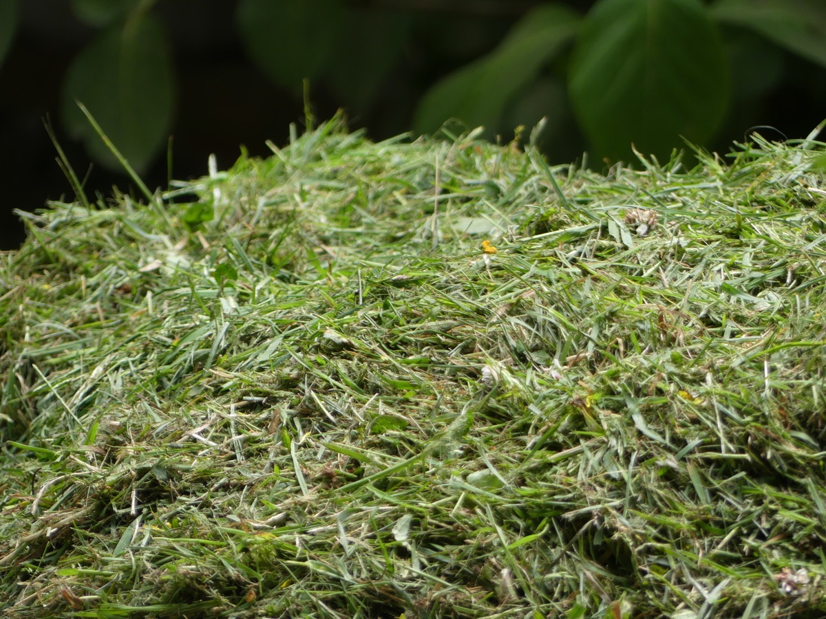Freshly cut pile of grass clippings.