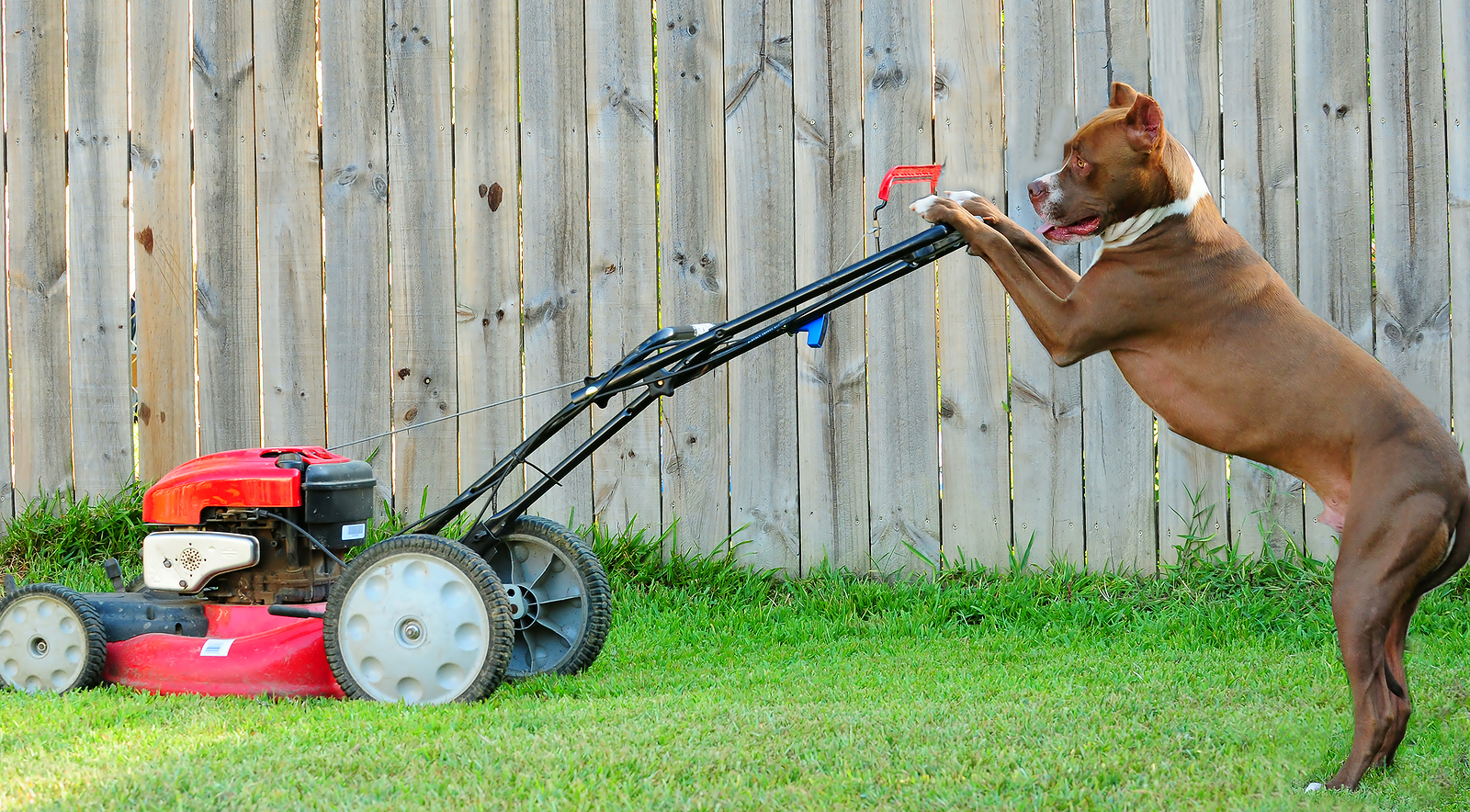 Dog mowing lawn